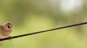 ВИДЕО ИГРЫ ДЛЯ КОШЕК, КОТОВ! 4 ВЫПУСК | ПТИЧКА / ПТИЦА