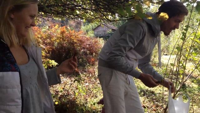 Собираем грибы в Абхазии в октябре смотреть онлайн