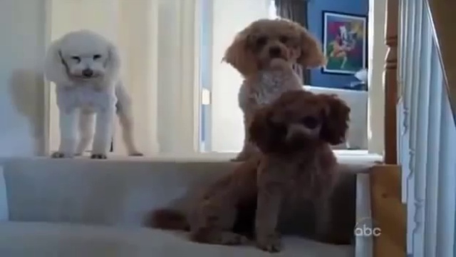 Собаки сдали товарища смотреть онлайн