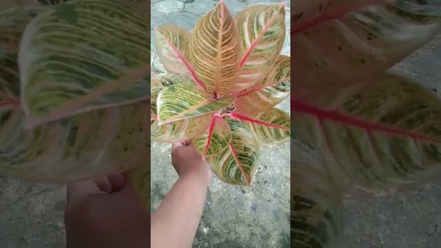 Aglaonema 