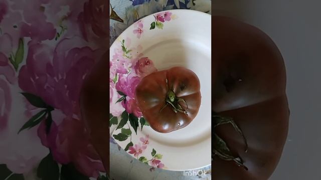 БОМБИЧЕСКИЕ ТОМАТЫ: АМУРСКИЙ ТИГР, ЛОТАРИНГСКАЯ КРАСАВИЦА, ДАГЕСТАНСКИЙ И ДР. ? смотреть онлайн
