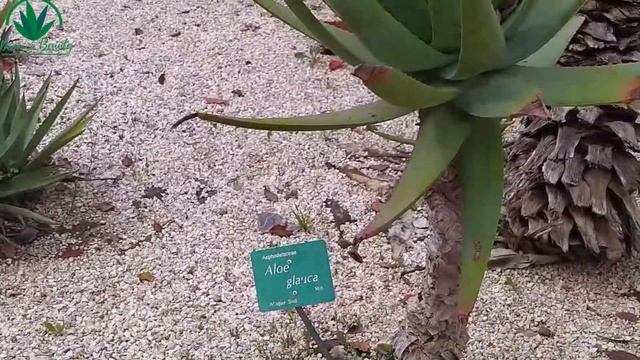 Cactus & Agave Collection Tour 2022  // Agave Garden // Cactus Varieties // Beautiful Cactus