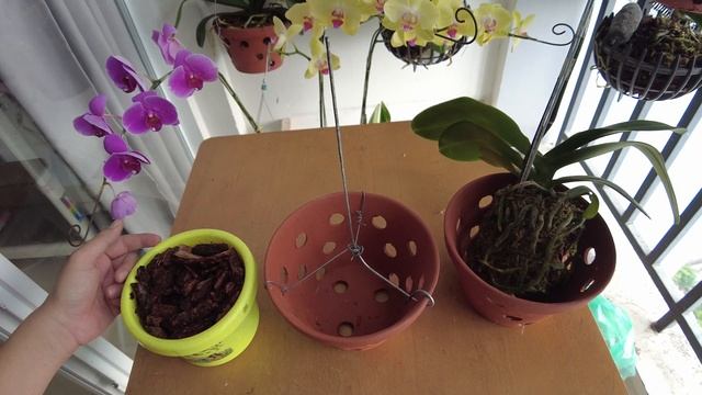 Orchids for Beginners: Repotting phalaenopsis orchids in bloom смотреть онлайн