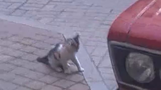 Драки котов