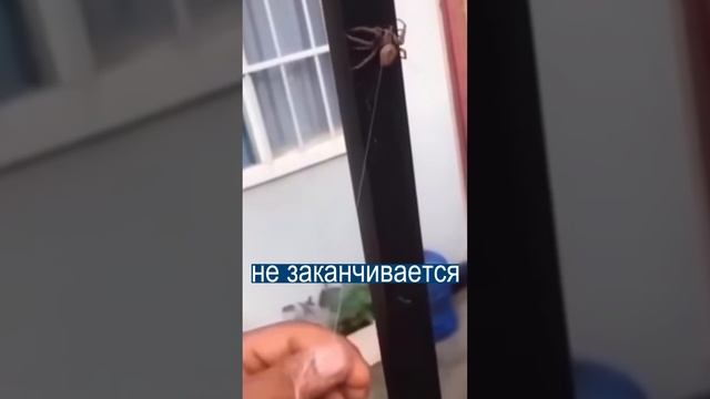 Гигантский паук с бесконечной паутиной смотреть онлайн