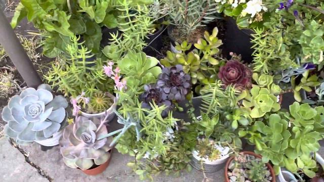 Growing coleus plant in the container at the backyard garden смотреть онлайн