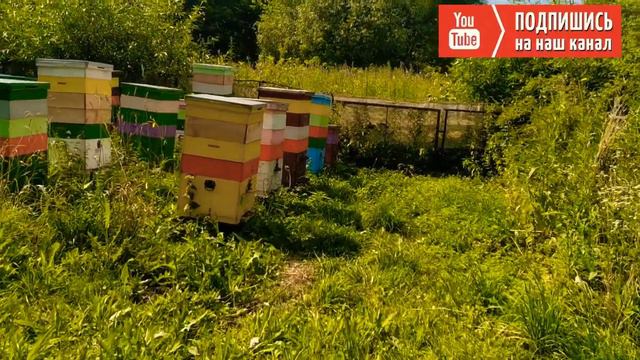 Наша Пасека смотреть онлайн