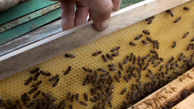 Вощина на следующий день после подстановки в улей. смотреть онлайн