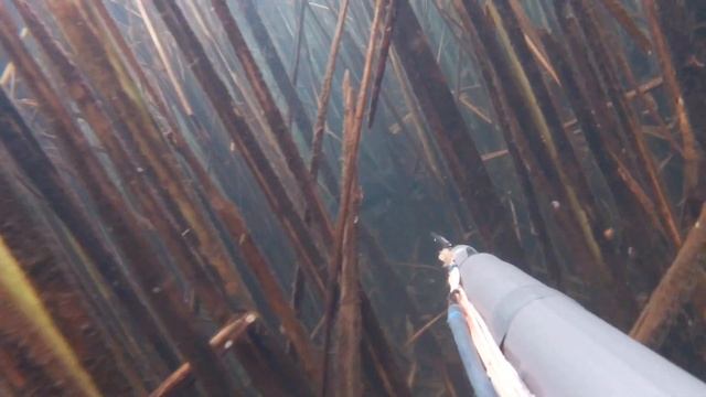 Подводная охота 24.09.2022 и совет начинающим подводным охотникам. смотреть онлайн