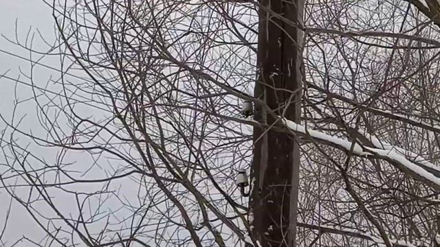 Девица бежит.НовоУглянка.Усмань.Понтон через Усманку.Липецк.обл смотреть онлайн