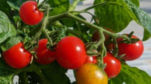 Выращивание горшечных томатов на северном подоконнике