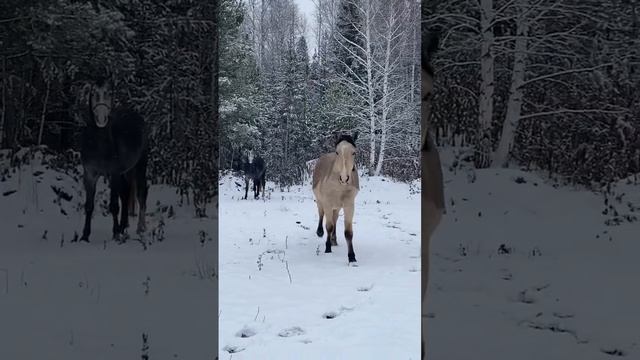 ГЛУПЫЕ ВОПРОСЫ КОННИКУ #лошади #horses #equestrian #жеребята #horsemanship #foal #верховая_езда смотреть онлайн