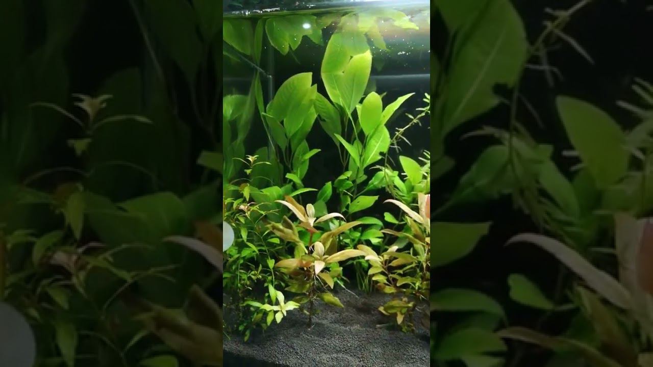 Огромная просьба к подписчикам !!! смотреть онлайн