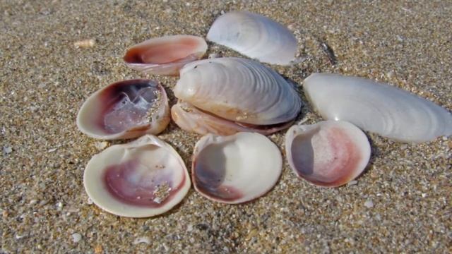 ОСЕННЯЯ МЕЛАНХОЛИЯ... (Фото Полины Морозовой (Симферополь), музыка - Stive Morgan - 