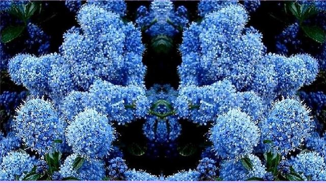 Цеанотус смотреть онлайн