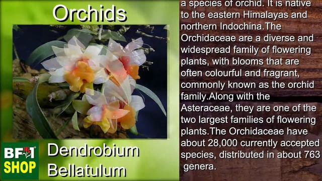 (Dendrobium bellatulum) Orchids Gallery Malaysia at BF1 смотреть онлайн