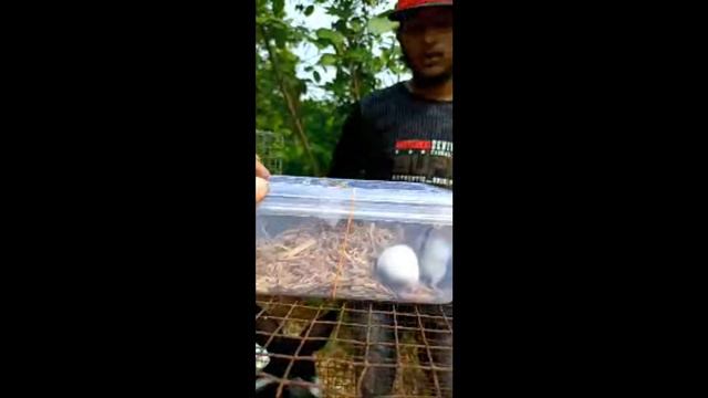 Konnagar Poshu Pakhir Hat Live | কোনন্নগর পশু পাখির হাট #Live #dog #doglover #Kolkatapetmarket смотреть онлайн