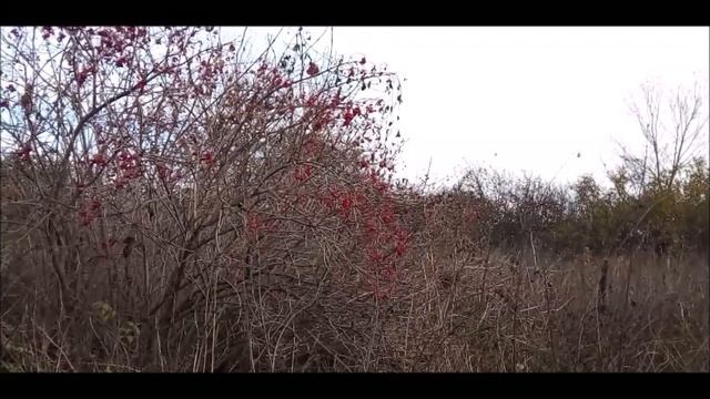 КАЛИНА КРАСНАЯ. смотреть онлайн