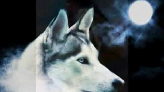 Native Indian music : Flying Condor смотреть онлайн