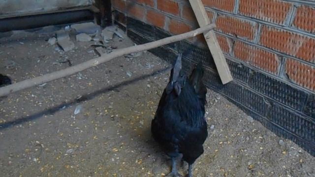 Аям Цемани (Ayam Cemani) смотреть онлайн