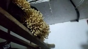 Домашняя грибница|Плодоношение Шиитаке и Эноки