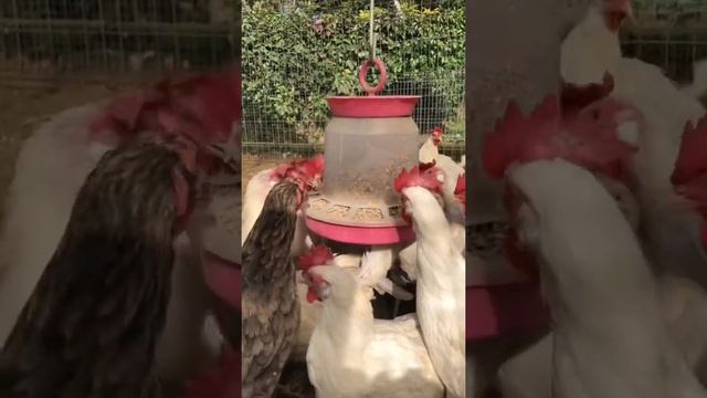 Куры клюют зерно на канале Фрося, Глаша и Дуняша смотреть онлайн