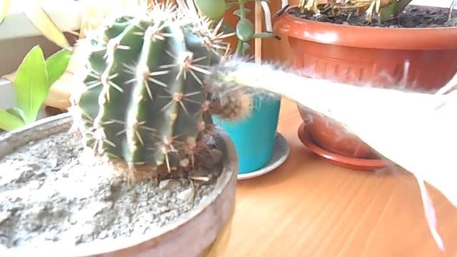 Кактус обыкновенный с цветком смотреть онлайн