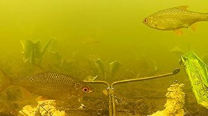 Реакция рыбы на КОРИЦУ и ВАНИЛИН!!! Подводная сьёмка.