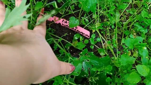 Дельфиниум новозеландский и тихоокеанский. Цветение. смотреть онлайн