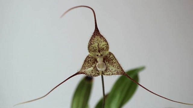 Dracula woolwardiae смотреть онлайн