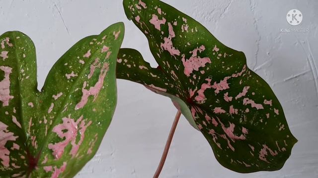 My caladium plants collection. смотреть онлайн