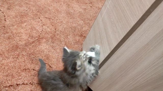 Самая простая и любимая игрушка 😊Котенок Мила. смотреть онлайн