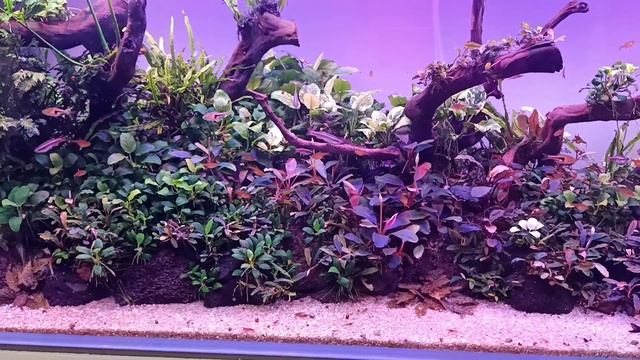 Прошло чуть больше месяца с момента запуска. Буцефаландры не растут. смотреть онлайн