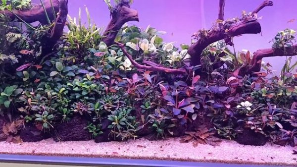 Прошло чуть больше месяца с момента запуска. Буцефаландры не растут.