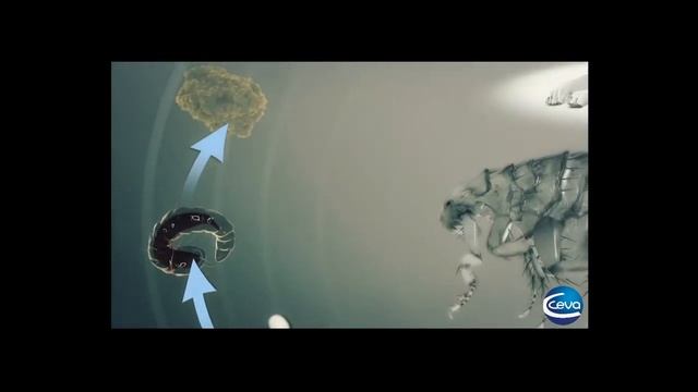 Защита от блох с помощью Вектры 3D смотреть онлайн