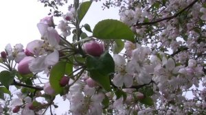 Footage ФУТАЖ 1 (ЯБЛОНЯ В ЦВЕТУ) (Apple tree flowers)