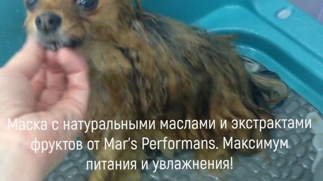 Стрижка шпица в зоосалоне смотреть онлайн