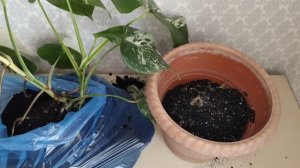 Монстера Альба. Монстера Вариегатная. Пересадка. Правильный уход. Неприхотливые комнатные растения.