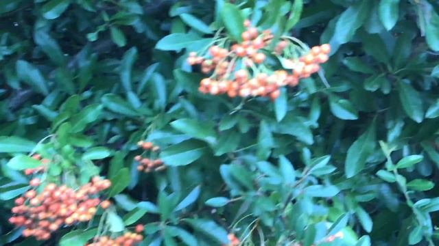 Buisson Ardent 'Pyracantha ' Les baies s'enflamment. смотреть онлайн
