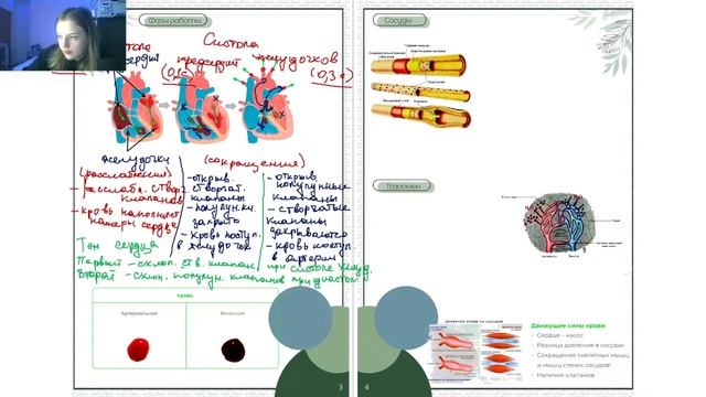 Кровеносная системa | PRO100 BIO смотреть онлайн