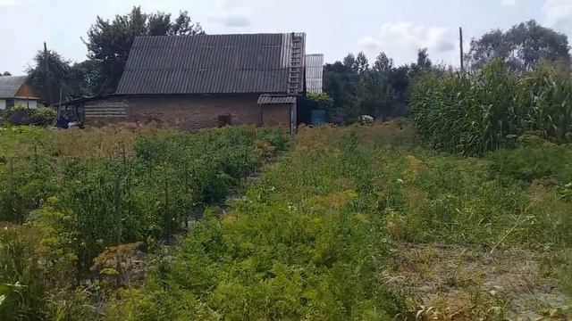 ВЫСОХ ГОРОХ СОБРАЛА НА СЕМЕНА ВСЕ СОХНЕТ И ВЯНЕТ  И СНОВА ЖАРА 