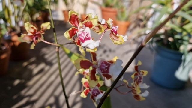 SHARRY BABY..magnifica al sole смотреть онлайн