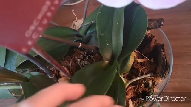 Обзор ОРХИДЕЙ после нашествия гусениц