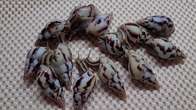 Продаю улитят Лимиколярия Агатина.