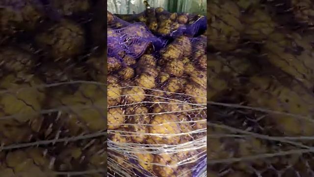 Картофель белокожурый ранний в Брянске(2019) смотреть онлайн