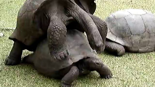 Mating Turtles