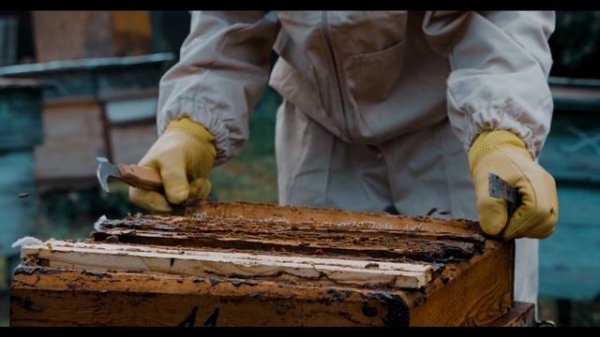 Интересные факты! Африканизированные пчелы или пчелы-убийцы (лат. Apis mellifera scutellata)