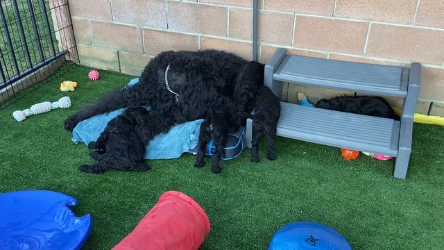 Black Russian Terrier puppies смотреть онлайн