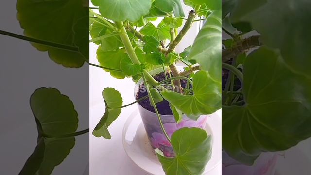 Герань или Журавельник. Из-за чего может заболеть. смотреть онлайн