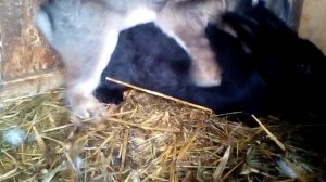 Случка кроликов.Крольчиха не подпускает к себе кроля.